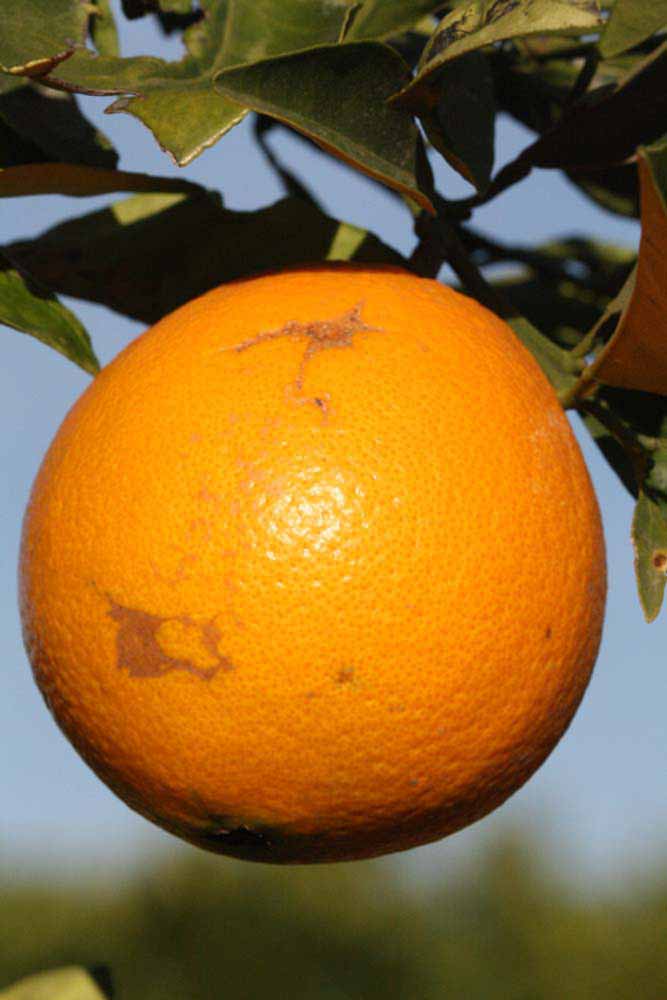            Fruit (Riverside, CA)   